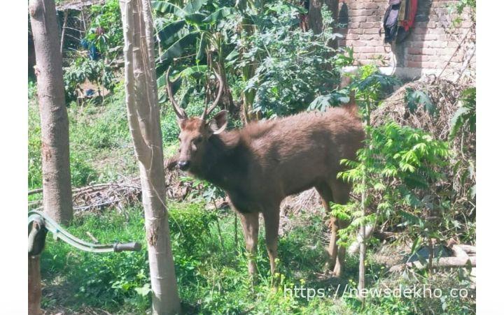 कांडी: मेहता टोला में भटका जंगली बारहसिंगा, रेस्क्यू ऑपरेशन जारी