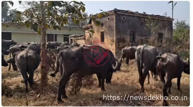 घाघरा में अवैध मवेशी तस्करी का बड़ा भंडाफोड़, बजरंग दल और ग्रामीणों की सतर्कता से 52 काड़ा भैंसे जब्त