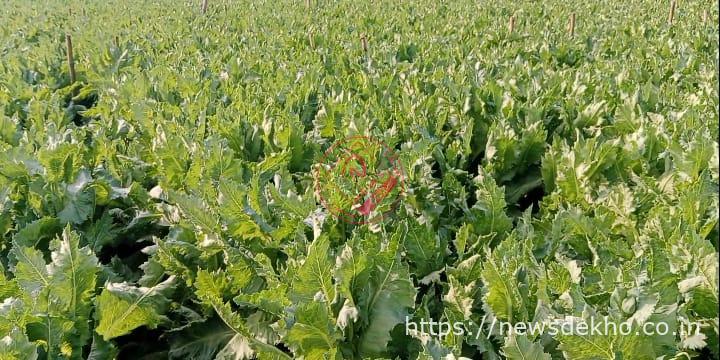 लावालौंग थाना क्षेत्र में खुलेआम लहलहा रही अफीम पोस्ता की खेती, तस्करों के हौसले बुलंद