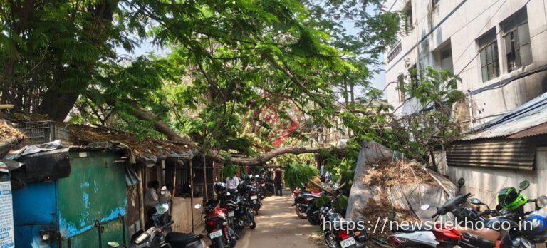 दुमका में आंधी के बाद भी नहीं हटे गिरे पेड़, 36 घंटे से बाधित है बिजली और आवागमन