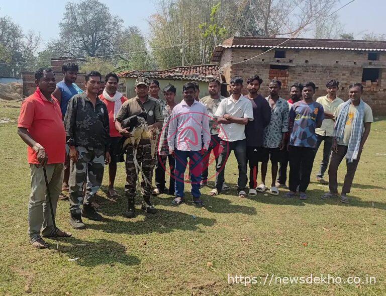सिसई में दुर्लभ सारस पक्षी का रेस्क्यू, वन विभाग ने बचाकर इलाज शुरू किया