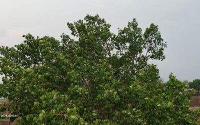गढ़वा-पलामू समेत तीन जिलों में अचानक बदलेगा मौसम, IMD ने जारी किया येलो अलर्ट और चेतावनी