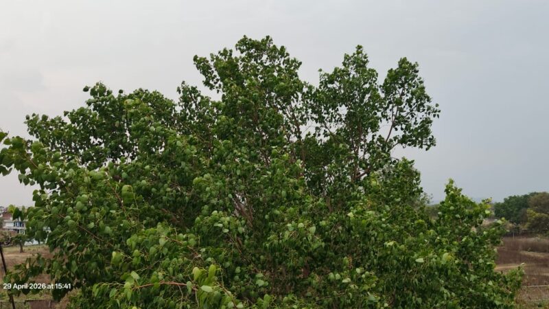 गढ़वा-पलामू समेत तीन जिलों में अचानक बदलेगा मौसम, IMD ने जारी किया येलो अलर्ट और चेतावनी
